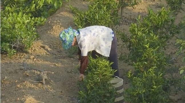 漳州詔安：走茶旅融合路子，做好富硒茶文章