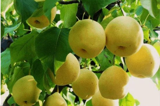 一把真正的本山綠泥壺最低多少錢(qián)，什么價(jià)格能買(mǎi)到本山綠泥紫砂壺？