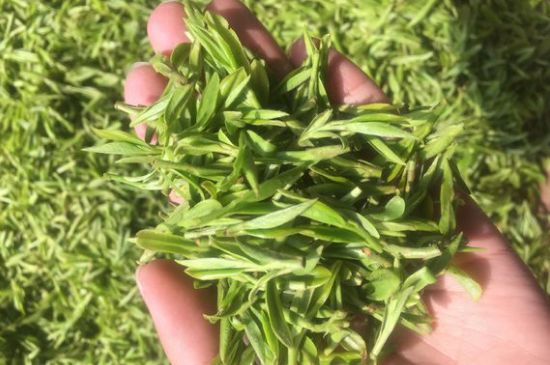 龍井好喝還是毛尖好喝，綠茶是龍井好還是毛尖好？