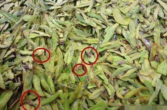 烏牛早和龍井的區別圖片，龍井43號和烏牛早茶的對比