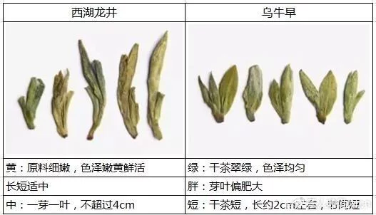 烏牛早和龍井的區別圖片，龍井43號和烏牛早茶的對比