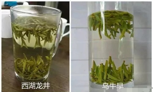 烏牛早和龍井的區別圖片，龍井43號和烏牛早茶的對比