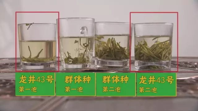 烏牛早和龍井的區別圖片，龍井43號和烏牛早茶的對比