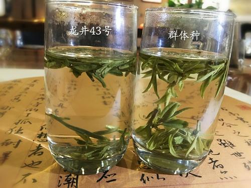烏牛早和龍井的區別圖片，龍井43號和烏牛早茶的對比