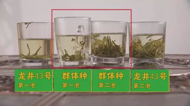 烏牛早和龍井的區別圖片，龍井43號和烏牛早茶的對比