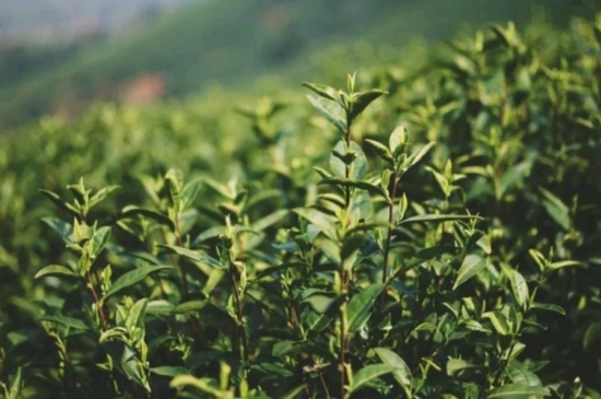 龍井是明前的好還是雨前的好，明前茶和雨前茶哪個(gè)好喝？
