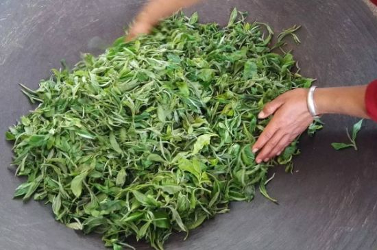 龍井茶炒茶葉怎么炒出好茶色，茶葉怎樣做出來(lái)最綠？