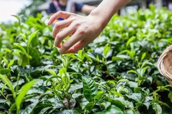 綠茶加工工藝流程圖，綠茶的加工制作包含哪幾個(gè)步驟？