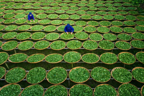 綠茶加工工藝流程圖，綠茶的加工制作包含哪幾個(gè)步驟？