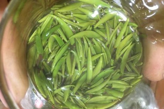 雀舌有一股青草味，雀舌為什么有青草味？