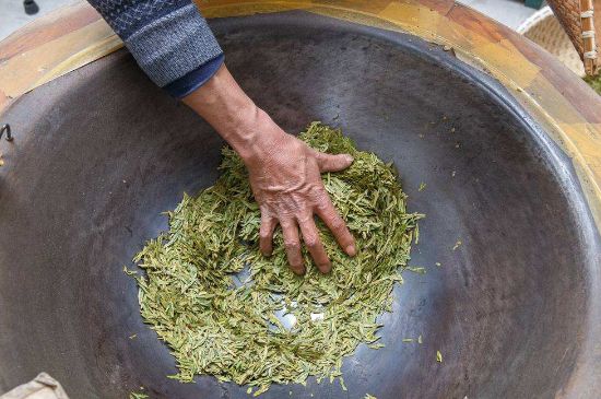 雀舌有一股青草味，雀舌為什么有青草味？
