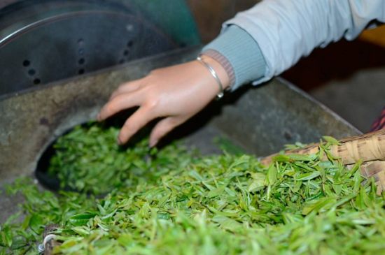 雀舌有一股青草味，雀舌為什么有青草味？