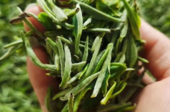 金壇雀舌算不算好茶，金壇雀舌屬于什么檔次茶葉？