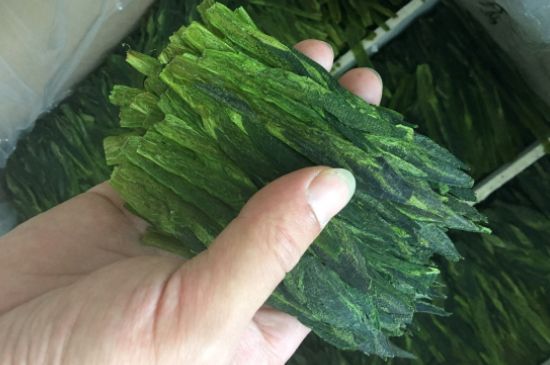 什么綠茶味道濃香，那個(gè)綠茶比較濃香？