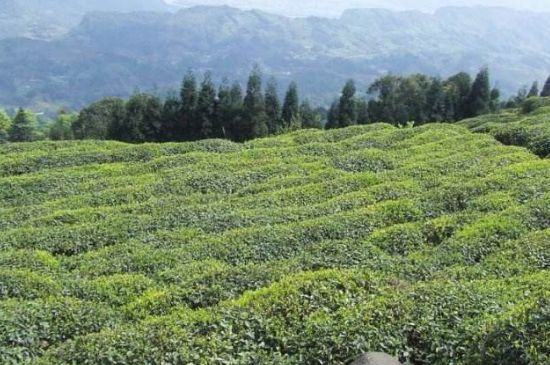 蒙頂山茶種類(lèi)，蒙頂山哪種茶好？