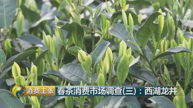 龍井群體種和43號的區別圖片，龍井43和群體種哪個(gè)好喝？