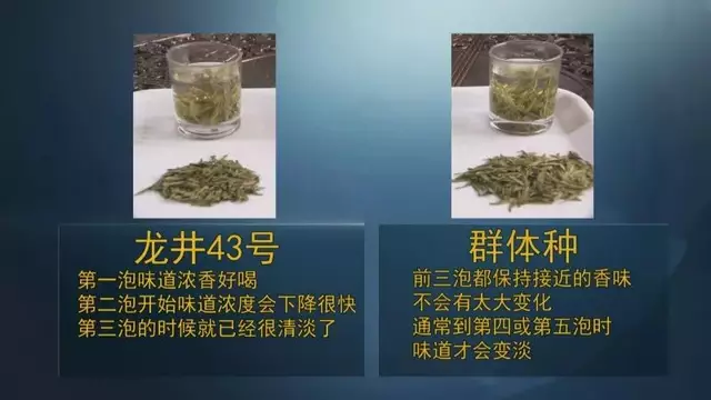 龍井群體種和43號的區別圖片，龍井43和群體種哪個(gè)好喝？