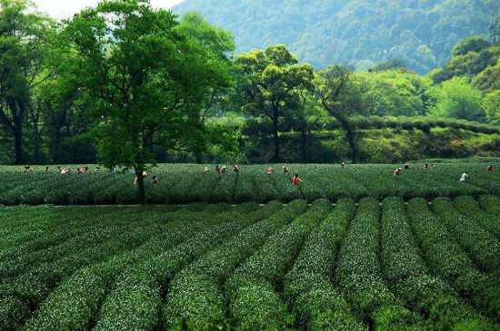 蘇州碧螺春東山好還是西山好，洞庭碧螺春西山和東山哪個(gè)好？