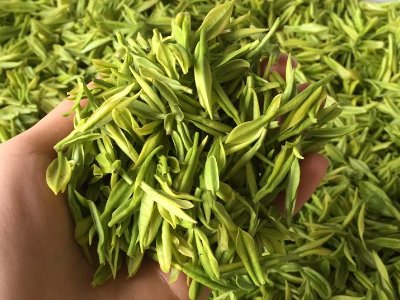 白茶品質(zhì)如何區分，白茶的優(yōu)劣質(zhì)量辨別方法