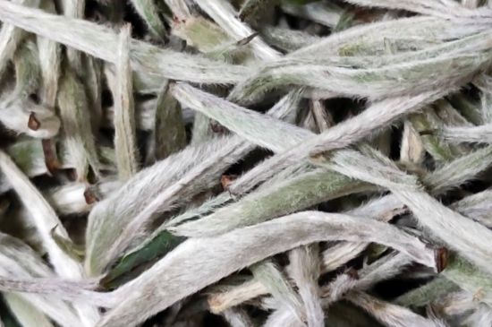 春茶上市白茶的好壞怎么區分，春白茶怎么分辨好不好？