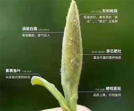 春茶季怎么辨別白毫銀針的好壞，好的白毫銀針如何選購？