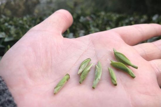 春茶季怎么辨別白毫銀針的好壞，好的白毫銀針如何選購？
