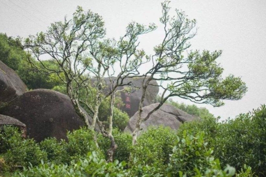 宋種一號價(jià)值為什么高，鳳凰單樅宋種1號價(jià)格與產(chǎn)量多少？