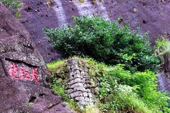 宋種一號價(jià)值為什么高，鳳凰單樅宋種1號價(jià)格與產(chǎn)量多少？