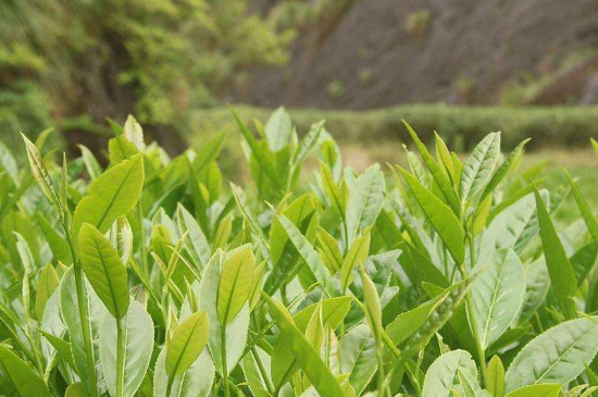 潮安鳳凰單叢十大名樅是什么，烏崠十大古樹(shù)名香品種介紹