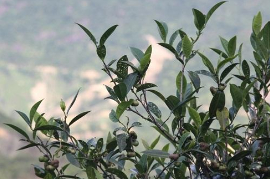單叢茶十大香型以及常見(jiàn)品種大全，潮安鳳凰單樅十大名香歸類(lèi)