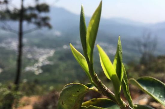 鳳凰單樅什么人不能喝，哪些人不能飲單叢茶