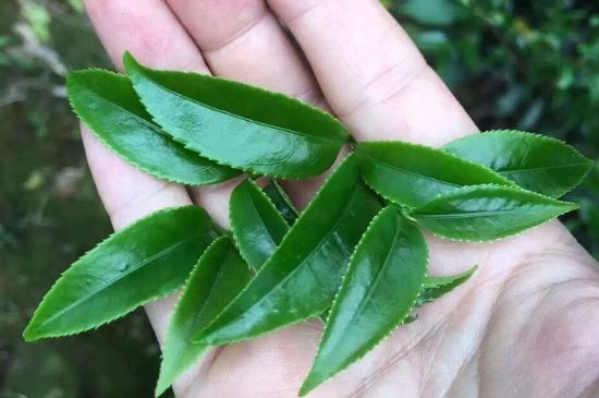 鋸朵仔跟鴨屎香哪個(gè)貴，鋸朵子和鴨屎香哪個(gè)好喝？