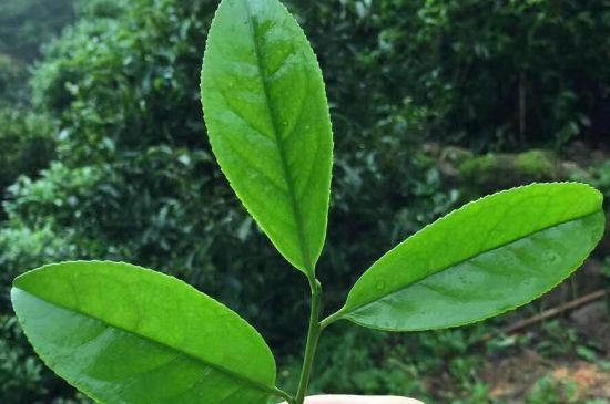 鋸朵仔跟鴨屎香哪個(gè)貴，鋸朵子和鴨屎香哪個(gè)好喝？