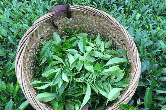 鴨屎香單叢雪片茶的特點(diǎn)，鳳凰雪片茶有什么特點(diǎn)？