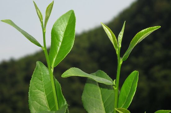 單樅茶什么季節最好喝，鳳凰單叢茶春茶好還是秋茶好？