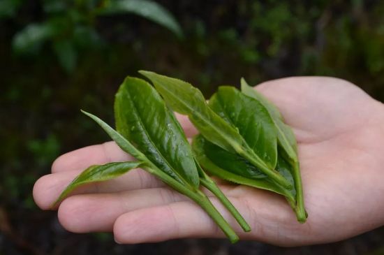單樅茶什么季節最好喝，鳳凰單叢茶春茶好還是秋茶好？