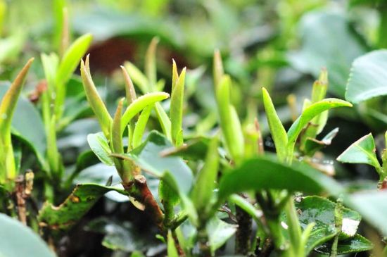 單樅茶什么季節最好喝，鳳凰單叢茶春茶好還是秋茶好？