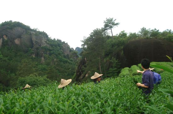 肉桂茶和大紅袍哪個(gè)貴，武夷山肉桂與大紅袍的價(jià)格比較