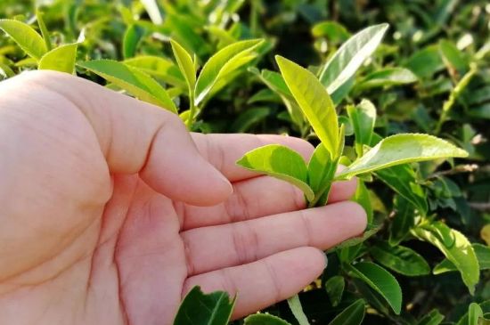 大紅袍四大品種有哪些，大紅袍的種類(lèi)和著(zhù)名品種特點(diǎn)介紹
