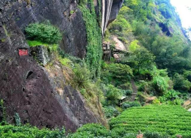 武夷山為什么盛產(chǎn)茶葉，武夷山茶為什么好喝？