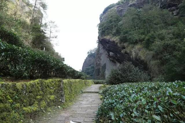 武夷山為什么盛產(chǎn)茶葉，武夷山茶為什么好喝？