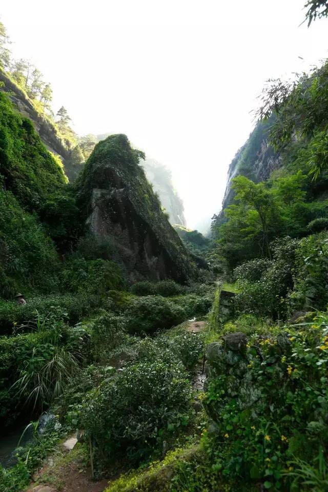 武夷山為什么盛產(chǎn)茶葉，武夷山茶為什么好喝？