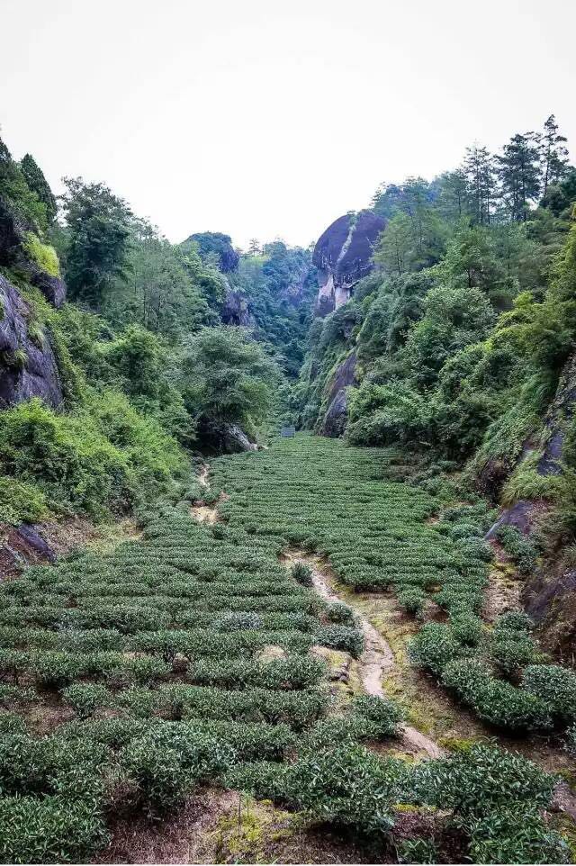 武夷山為什么盛產(chǎn)茶葉，武夷山茶為什么好喝？