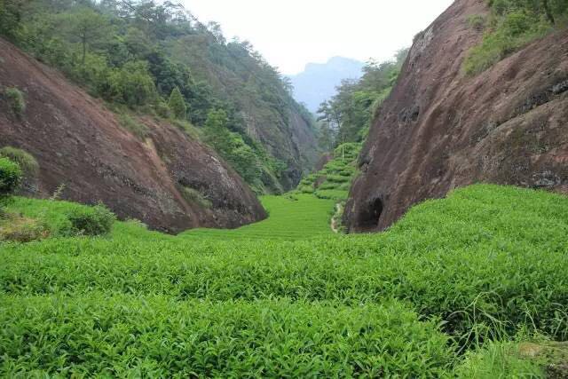 武夷山為什么盛產(chǎn)茶葉，武夷山茶為什么好喝？