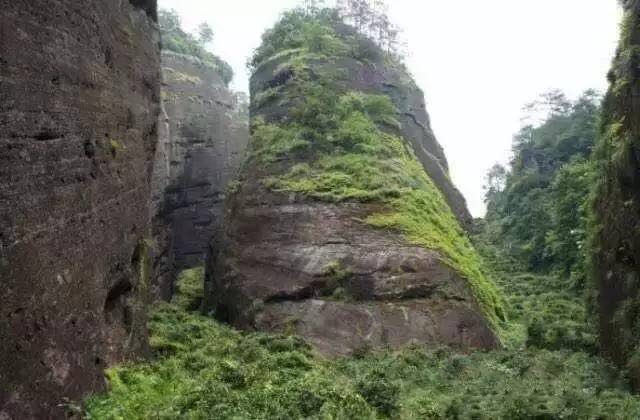 武夷山為什么盛產(chǎn)茶葉，武夷山茶為什么好喝？