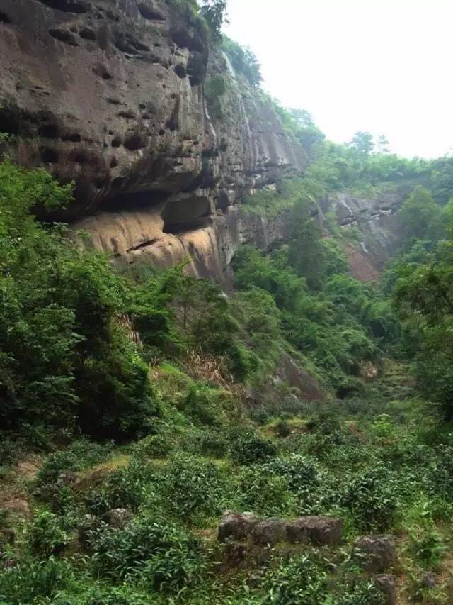 武夷山為什么盛產(chǎn)茶葉，武夷山茶為什么好喝？