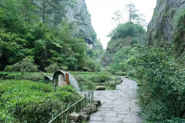 武夷山為什么盛產(chǎn)茶葉，武夷山茶為什么好喝？
