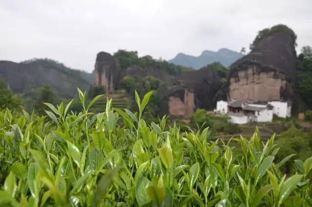 武夷山為什么盛產(chǎn)茶葉，武夷山茶為什么好喝？