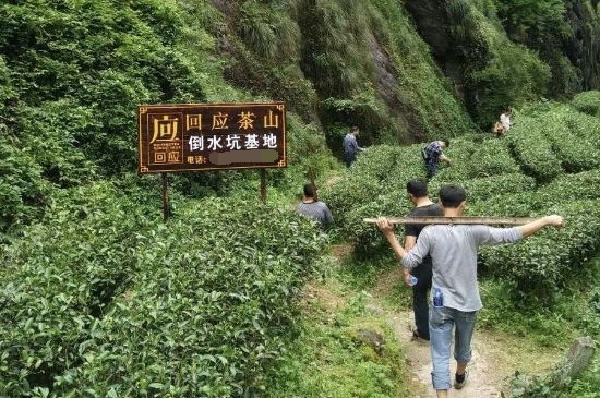 300塊錢(qián)的金駿眉能喝嗎，兩三百多金駿眉和一千多區別