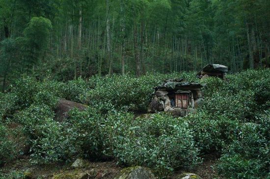 300塊錢(qián)的金駿眉能喝嗎，兩三百多金駿眉和一千多區別